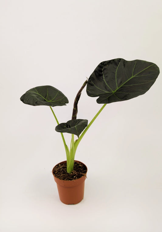50 - 70cm Alocasia Regal Shields 17cm Pot Houseplant