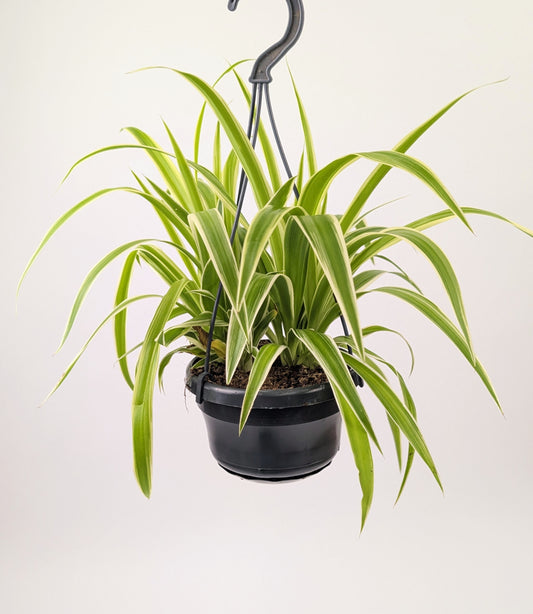 20cm Chlorophytum Vittatum Spider Plant 14cm Hanging Pot Houseplant