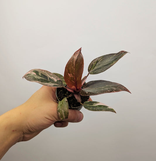 Philodendron Pink Princess 6cm Pot Houseplant