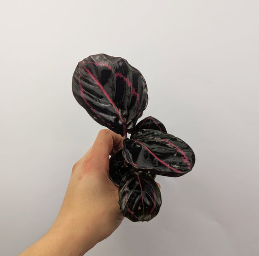 Calathea Roseopicta Prayer Plant 6cm Pot Houseplant