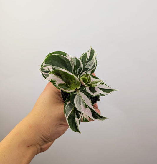 Calathea White Fusion 6cm Pot Baby Houseplant