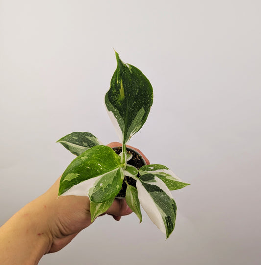 Philodendron White Wizard 6cm Pot Houseplant
