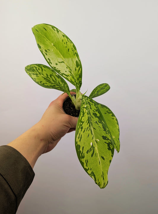 Dieffenbachia 'Crocodile' Dumb Cane 6cm Pot Houseplant