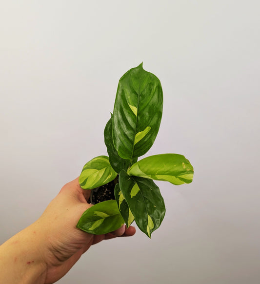 Ctenanthe Lubbersiana 6cm Pot Houseplant
