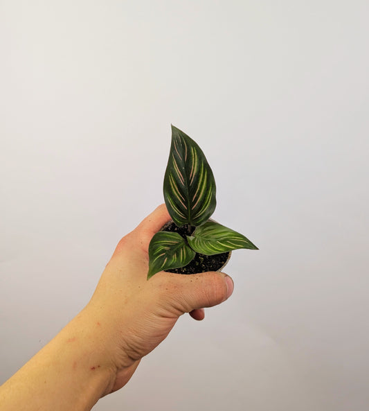 Calathea Beauty Star Prayer Plant 6cm Pot Houseplant