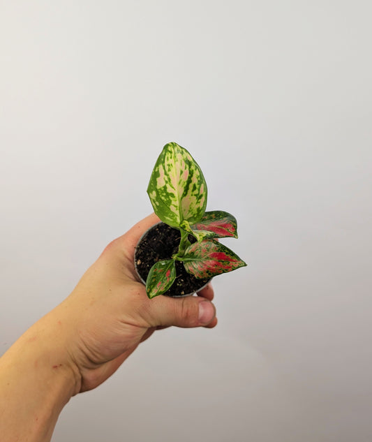 Aglaonema Red Zircon Chinese Evergreen 6cm Pot Houseplant
