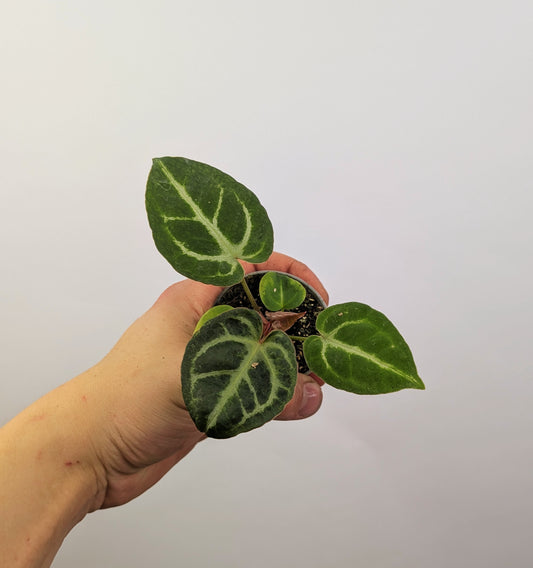 Anthurium Crystallinum 6cm Pot Baby Houseplant