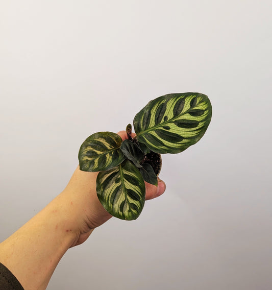 Calathea Makoyana Prayer Plant 6cm Pot Houseplant