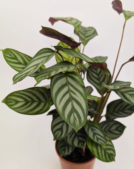 30 - 40cm Calathea Compact Star 12cm Pot Prayer Houseplant