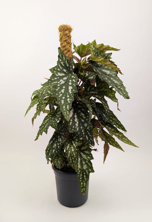 Begonia Maculata Polka Dot on Mosspole 16cm Pot Houseplant