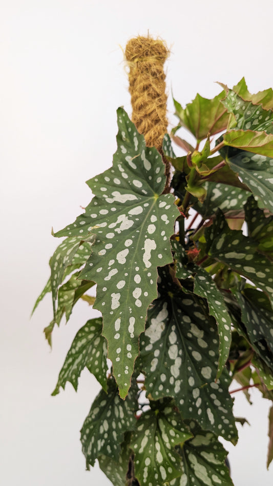 Begonia Maculata Polka Dot on Mosspole 16cm Pot Houseplant