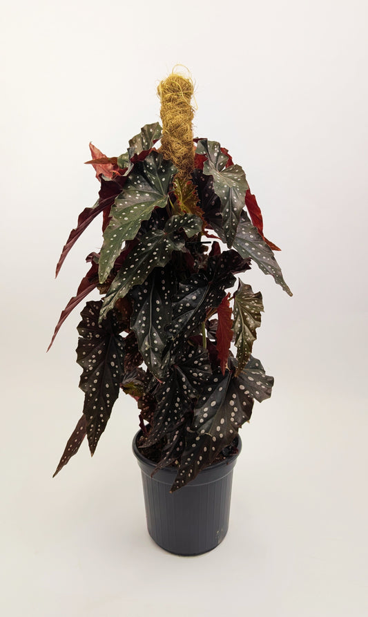 60 - 80cm Begonia Maculata Black Forest 16cm Pot on Mosspole Houseplant