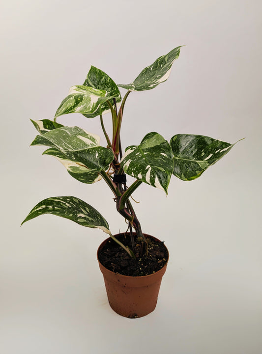 30 -40cm Philodendron White Princess Large Form 14cm Pot Houseplant