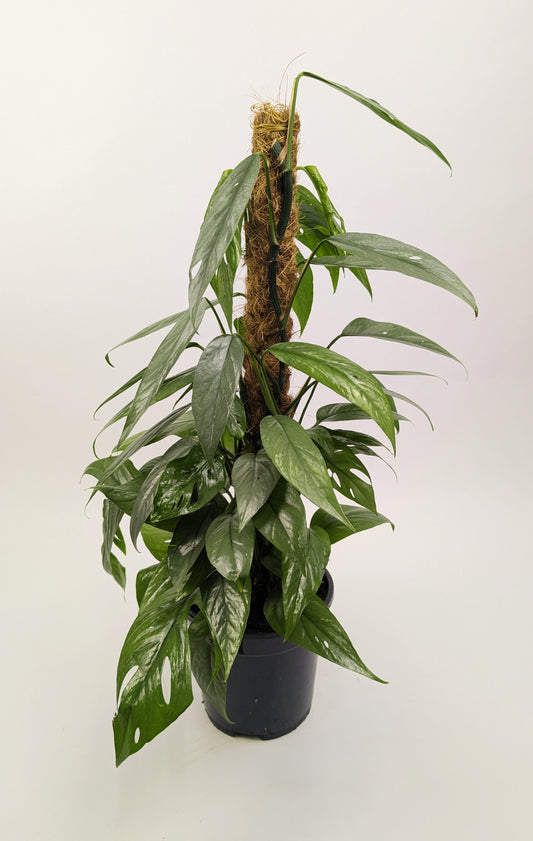 50 - 70cm Cebu Blue Pothos 17cm Pot on Mosspole Houseplant