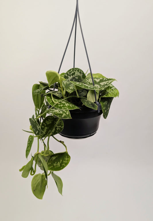 30 - 40cm Scindapsus Pictus Argyraeus Pothos 14cm Hanging Pot Houseplant