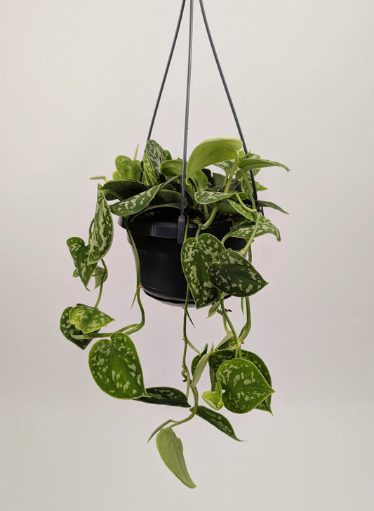30 - 40cm Scindapsus Pictus Argyraeus Pothos 14cm Hanging Pot Houseplant