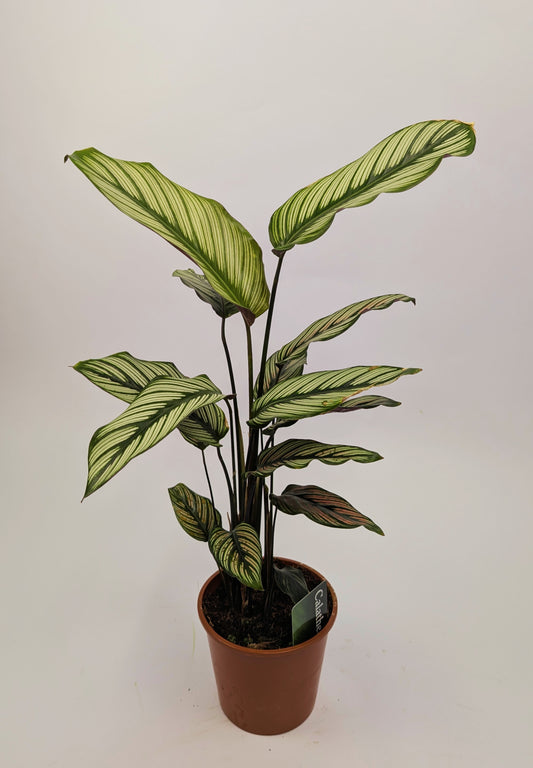 30 - 40cm Calathea White Star 12cm Pot Prayer Plant
