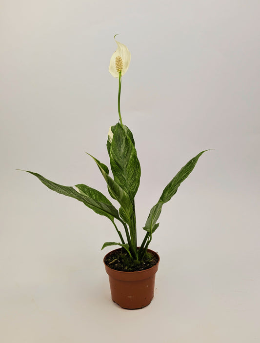 Spathiphyllum ‘Diamond’ Variegated Peace Lily 12cm Pot Houseplant