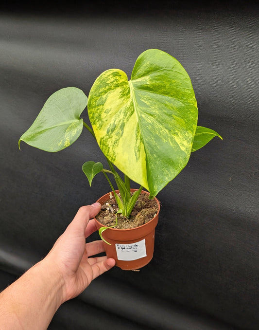 20 - 35cm Monstera Aurea 10.5cm Pot Collectors Houseplant