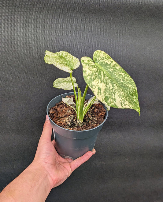 20 - 30cm Monstera Mint 14cm Pot Collectors Houseplant
