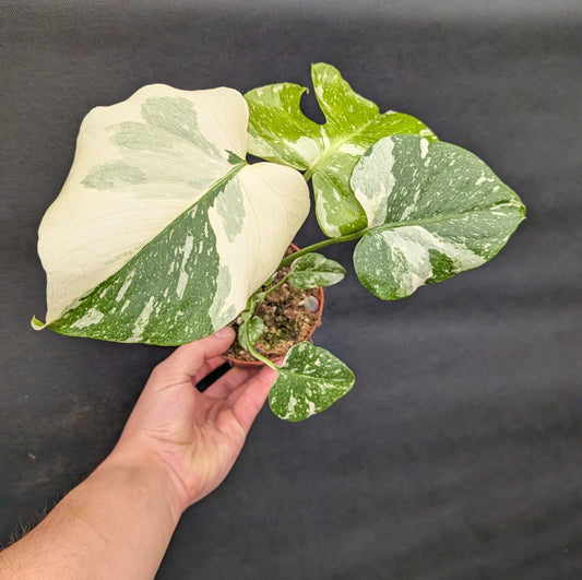 Highly Variegated Monstera Thai 10.5cm Pot Houseplant