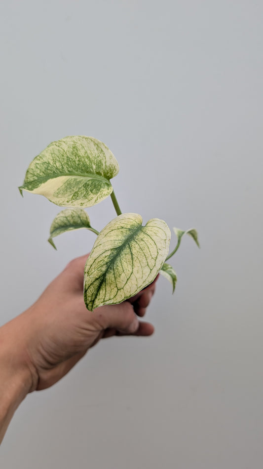 Monstera Mint 6cm Pot Baby Collectors Houseplant