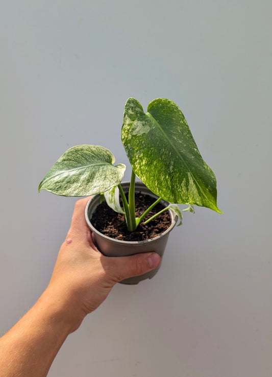 Monstera Mint 10cm Pot Houseplant