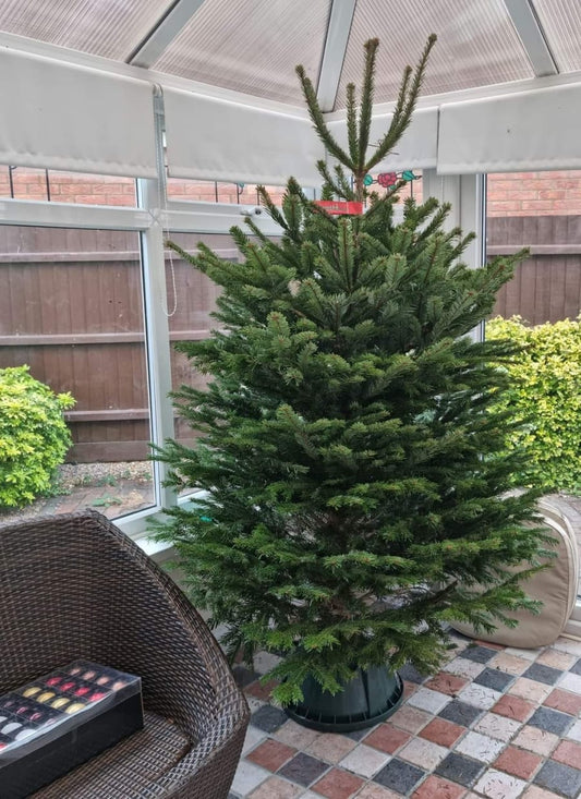 6-7ft Premium Nordmann Fir Christmas Tree