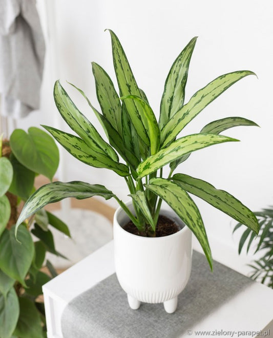 Aglaonema Cutlass