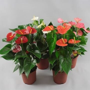 Anthurium