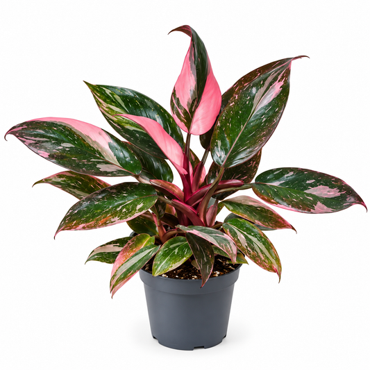 Philodendron Pink Princess 'Marble' 6cm Pot House Plant