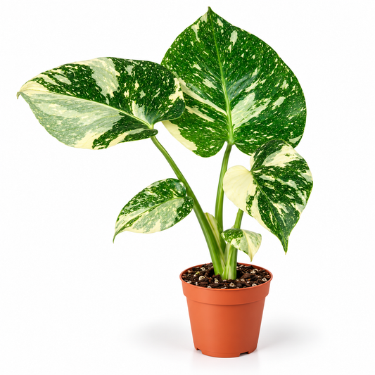 15 - 20 cm Monstera 'Thai Constellation' 6cm Pot Baby Collectors House Plant