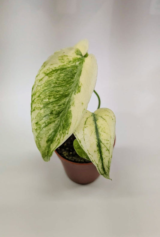 Monstera Mint 6cm Pot Baby Collectors Houseplant