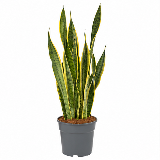 60 - 80cm Sansevieria Laurentii Snake 19cm Pot House Plant