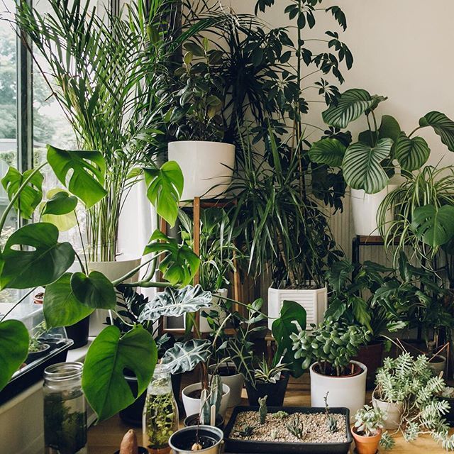 All Houseplants