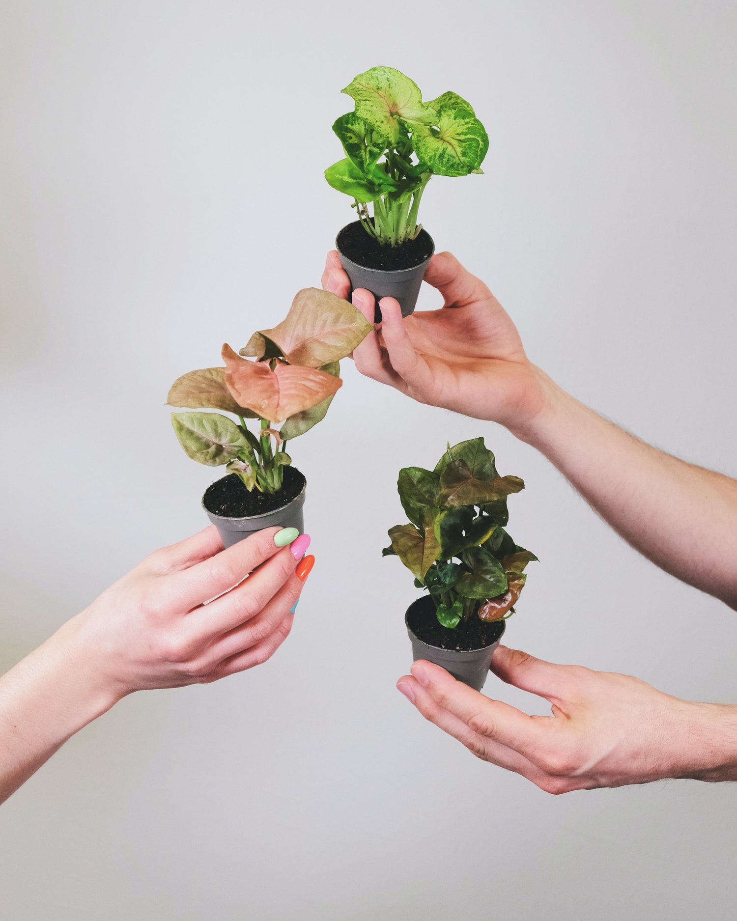Baby Houseplants