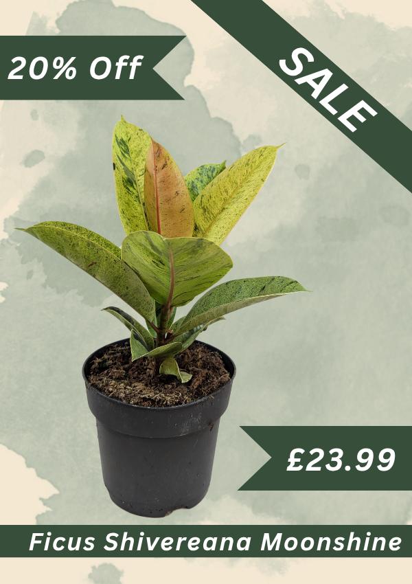 On Sale
