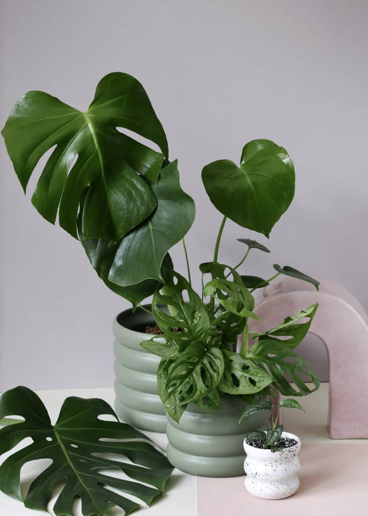 Monstera