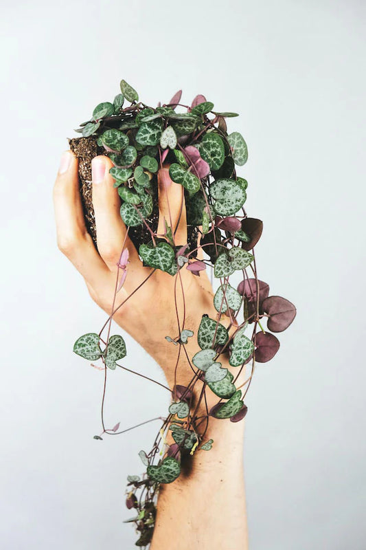 Ceropegia woodii (String of Hearts)
