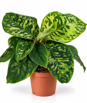 Homalomena Camouflage Shield Plant 12cm Pot House Plant