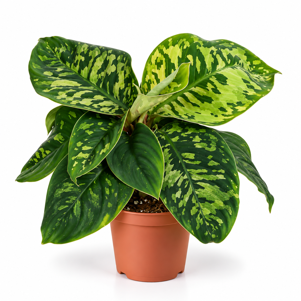 Homalomena Camouflage Shield Plant 12cm Pot House Plant