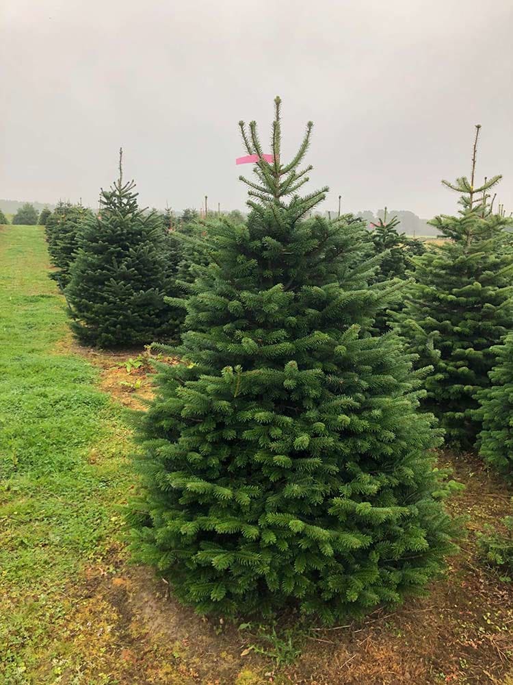 7-8ft Premium Nordmann Fir Christmas Tree