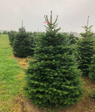 8-9ft Premium Nordmann Fir Christmas Tree
