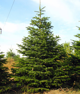 9-10ft Premium Nordmann Fir Christmas Tree