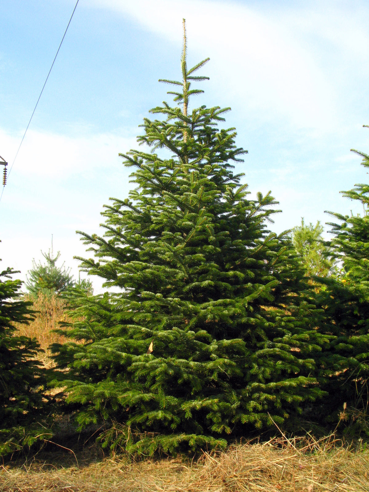 9-10ft Premium Nordmann Fir Christmas Tree