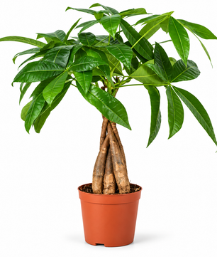 35 - 50cm Pachira Aquatica Money Tree 12cm Pot