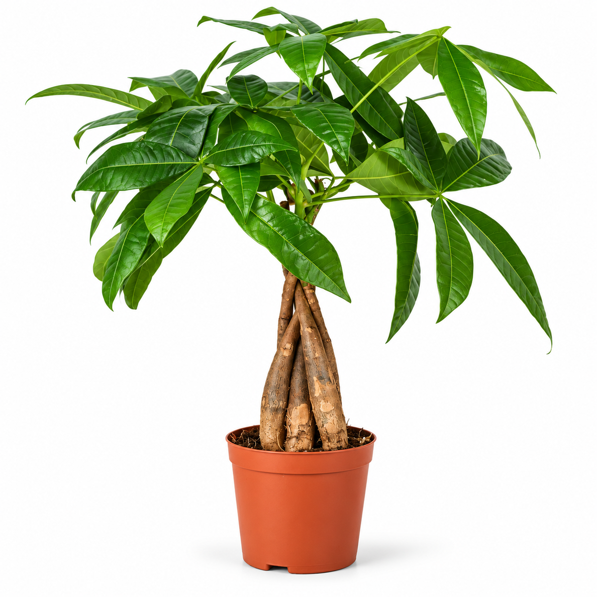 35 - 50cm Pachira Aquatica Money Tree 12cm Pot