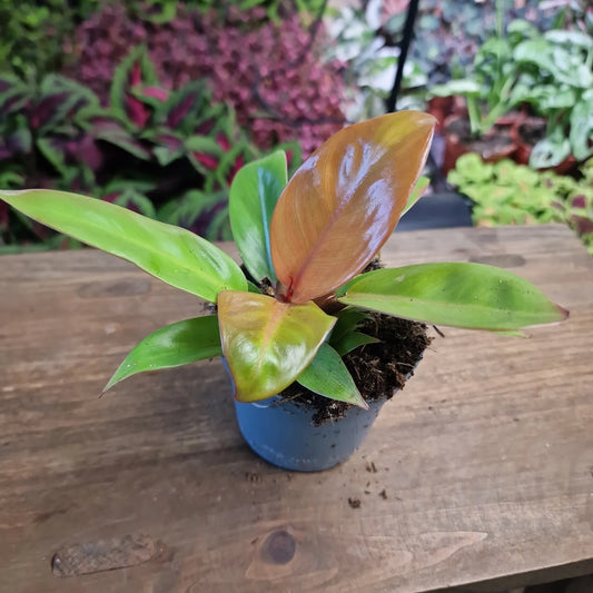 Philodendron Prince of Orange