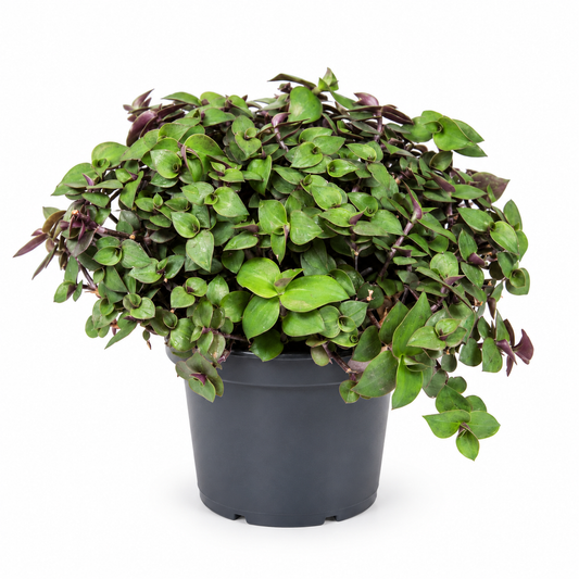 10 - 20cm Callisia Repens 12cm Pot House Plant