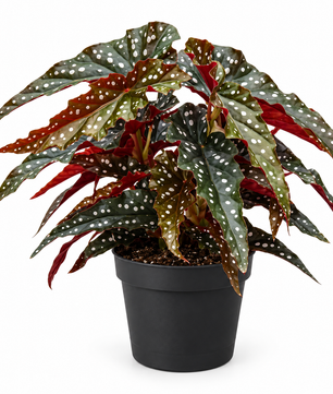 35cm Begonia Maculata Black Forest 14cm Pot House Plant